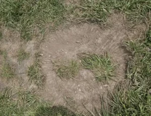 luba destroza el césped con el famoso donut